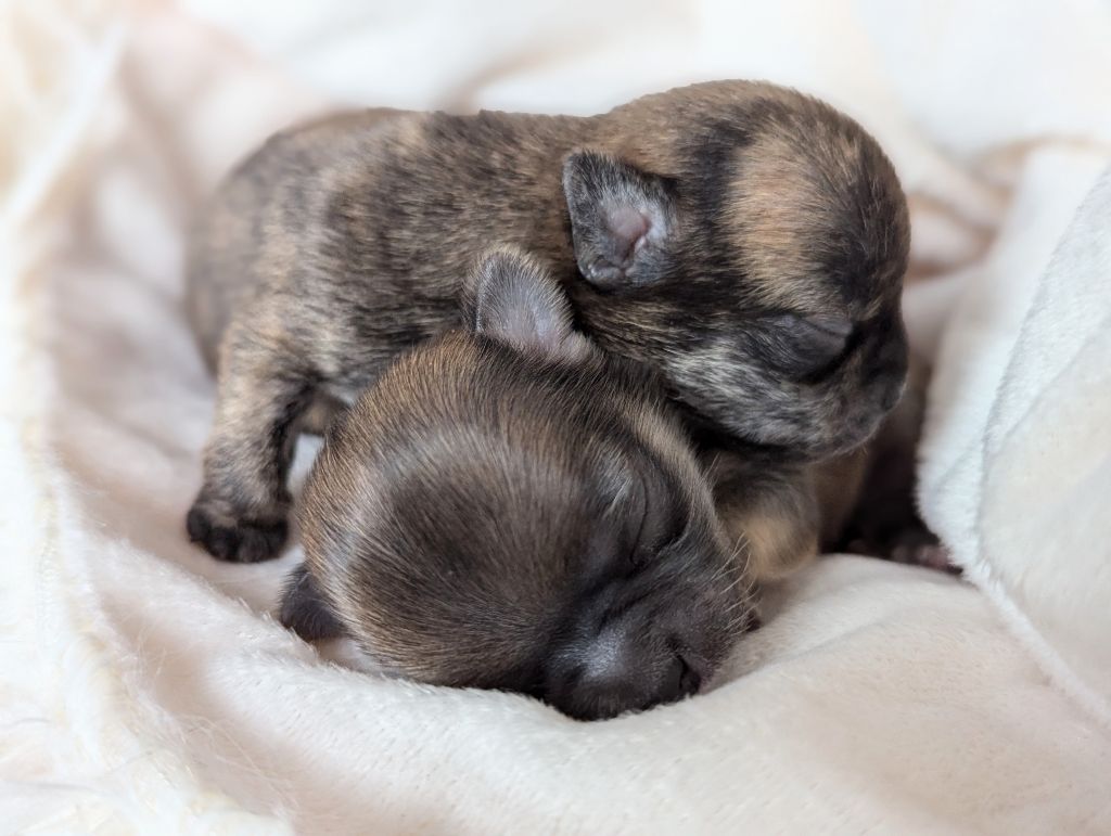 chiot Chihuahua Des Peluches De Chloey