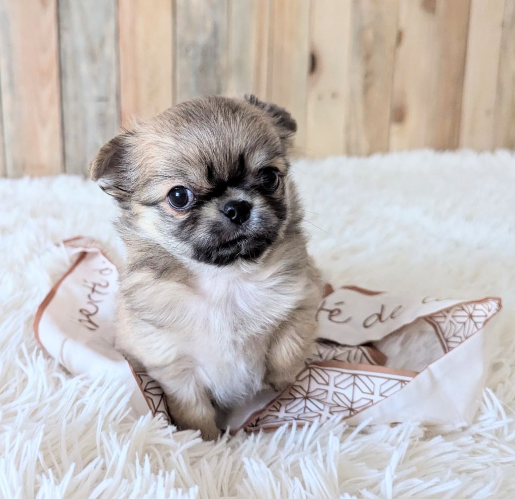 Des Peluches De Chloey - Chiot disponible  - Chihuahua