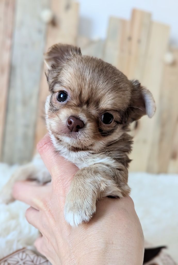 Des Peluches De Chloey - Chiot disponible  - Chihuahua