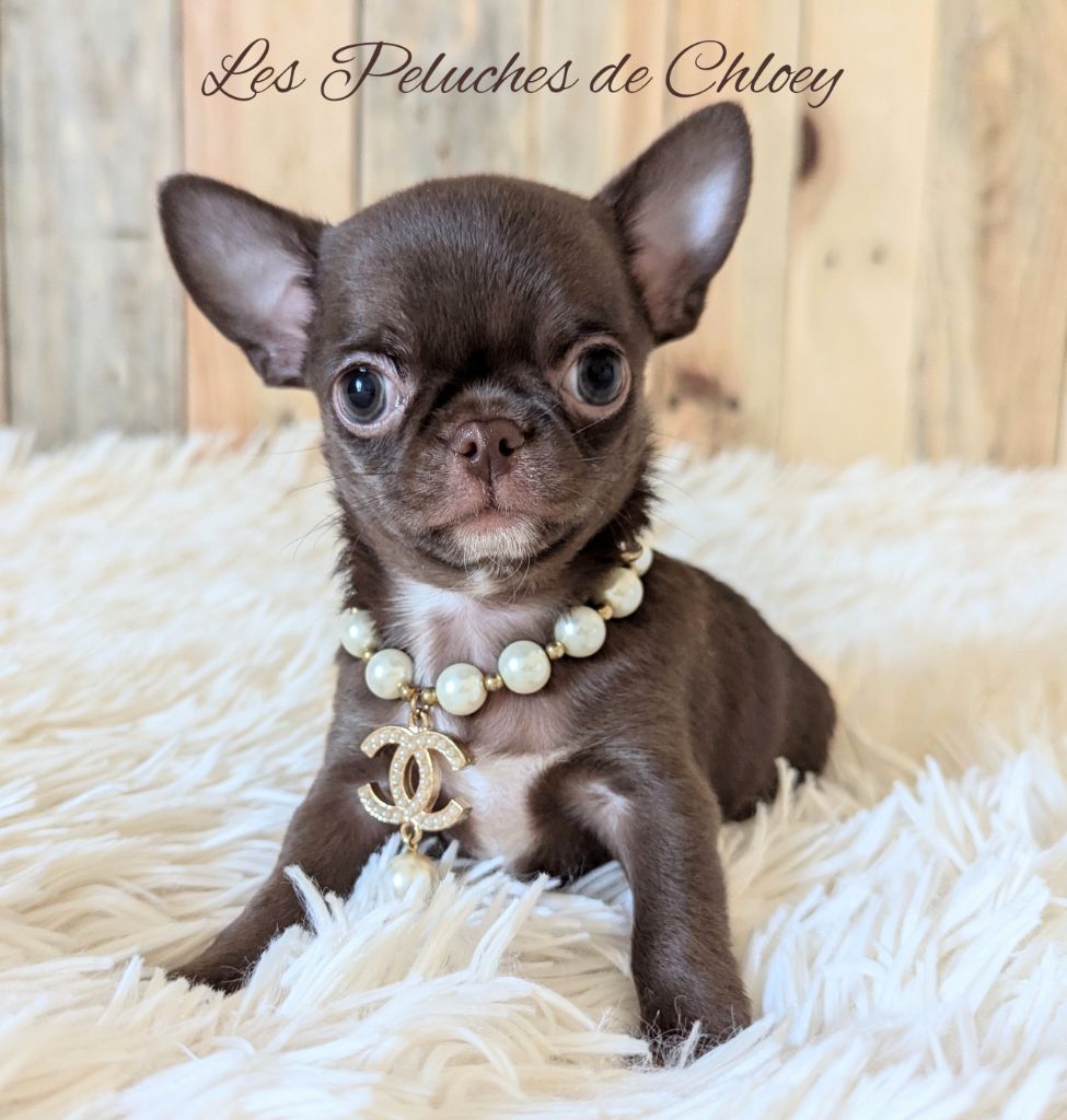 chiot Chihuahua Des Peluches De Chloey