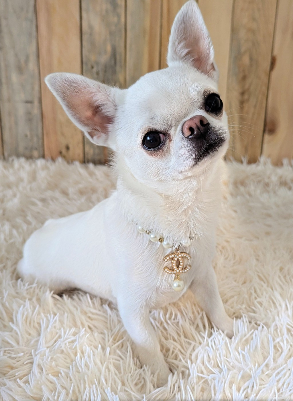 CH. platinum kid  Santa Sayana