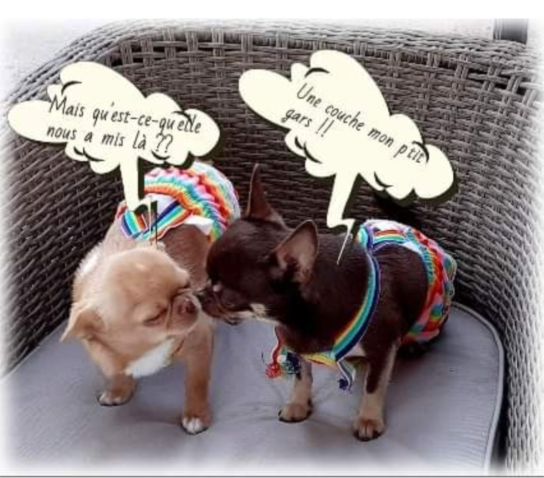 Il ne leur manque que la parole !