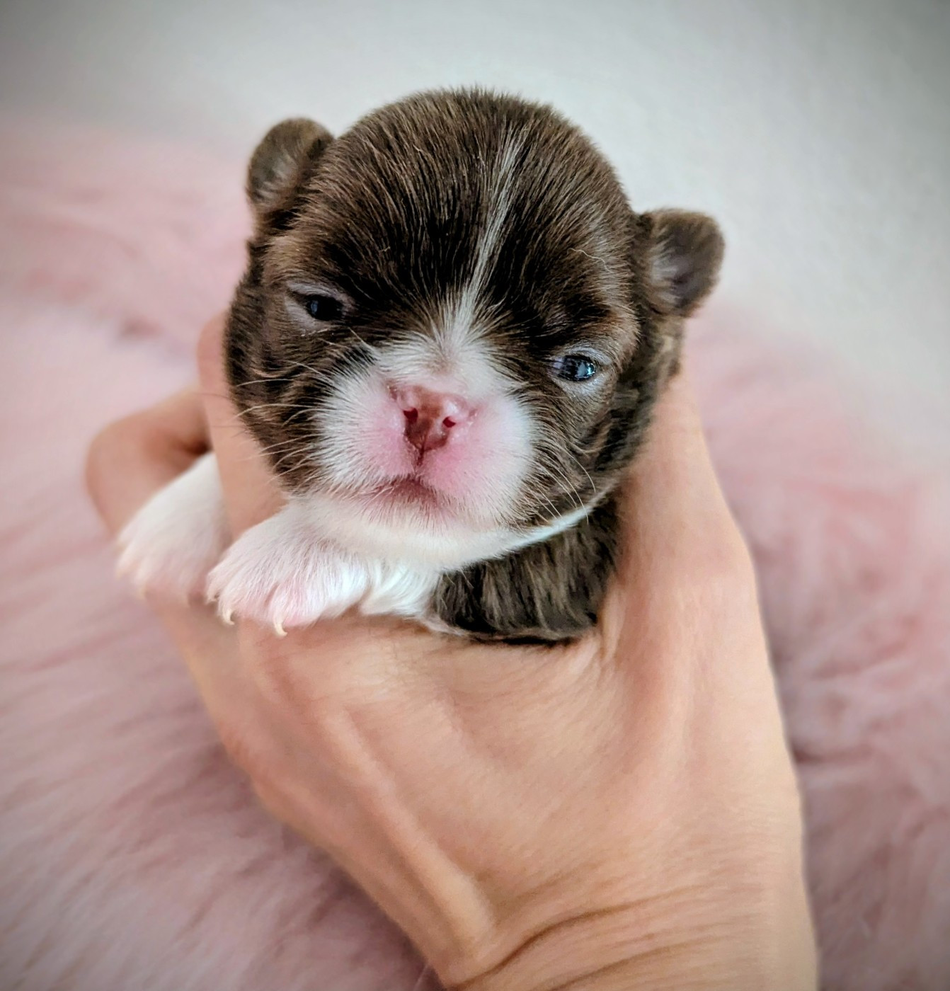 Chiot Chihuahua Des Peluches De Chloey