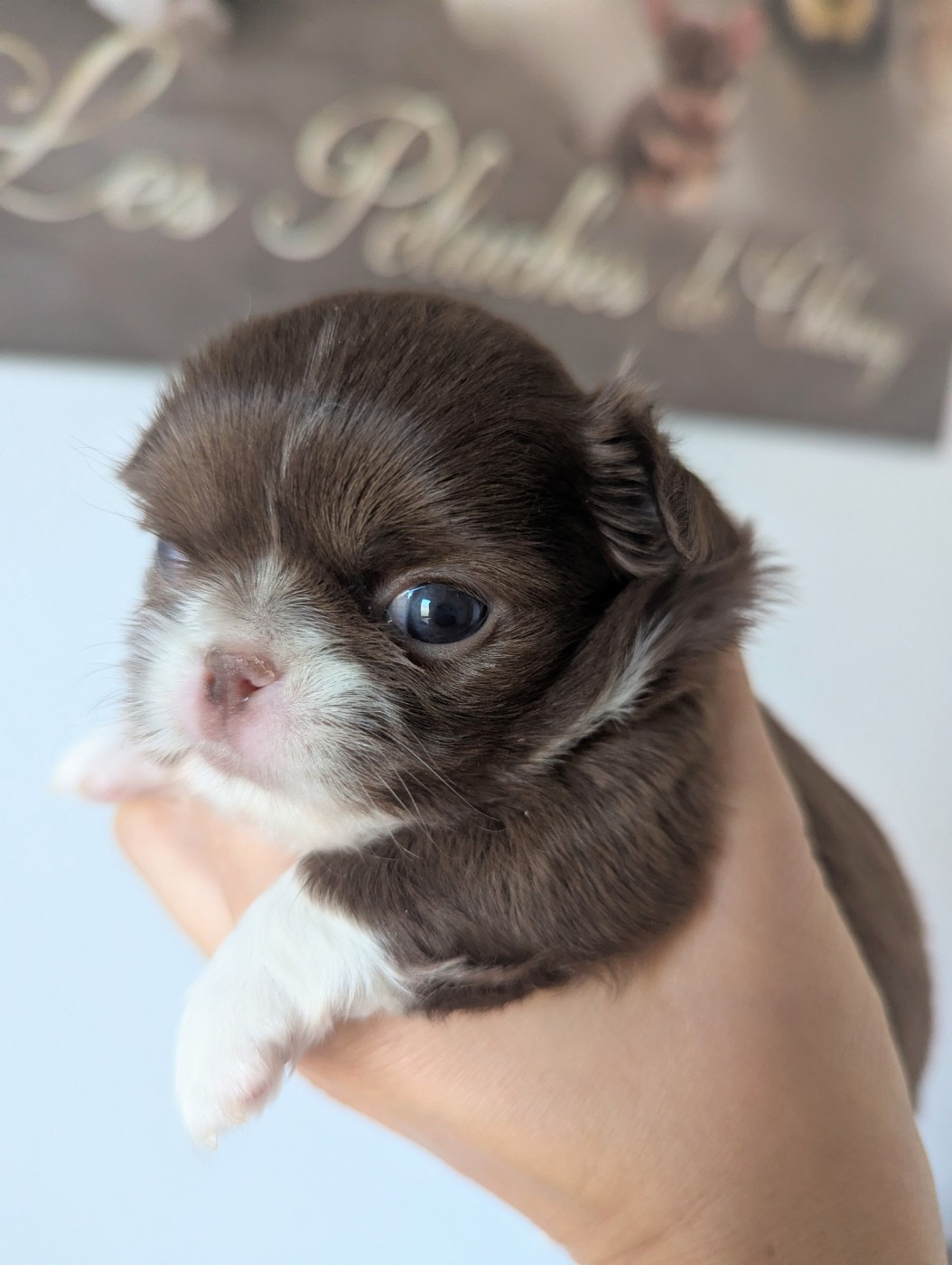 Des Peluches De Chloey - Chiots disponibles - Chihuahua