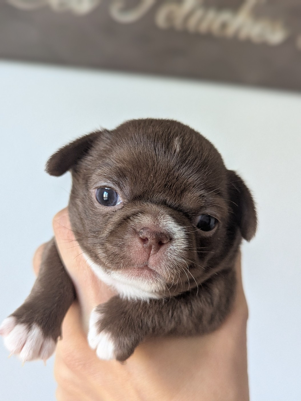 Des Peluches De Chloey - Chiots disponibles - Chihuahua