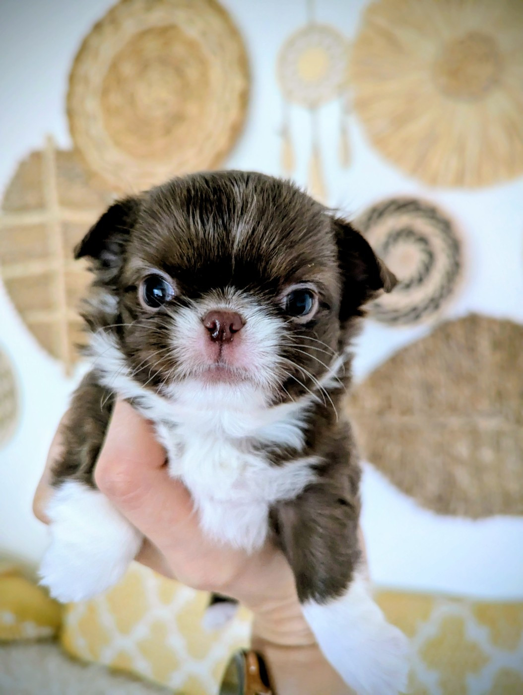 Des Peluches De Chloey - Chiots disponibles - Chihuahua