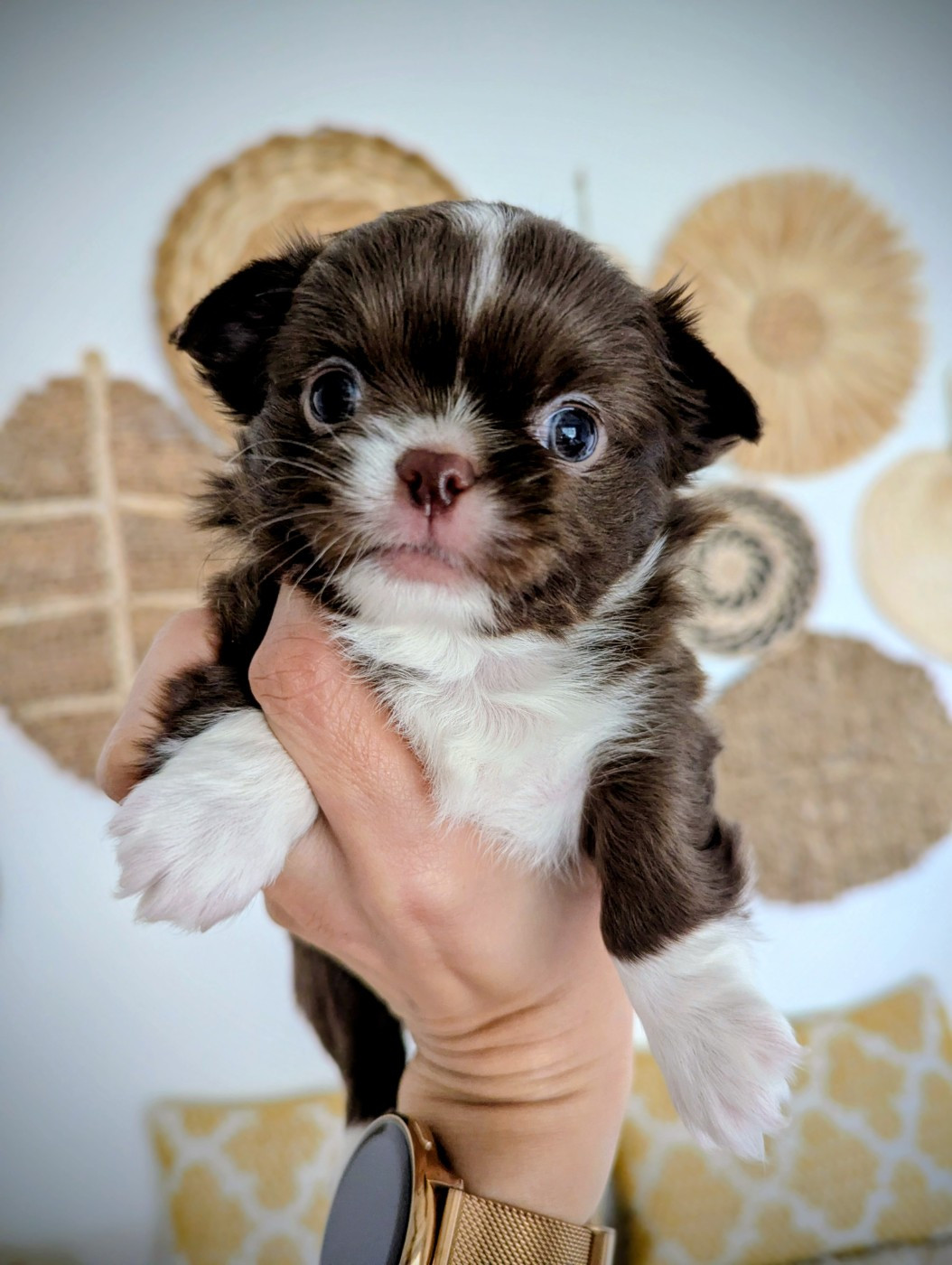 Des Peluches De Chloey - Chiots disponibles - Chihuahua