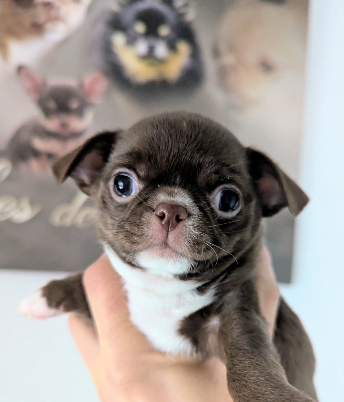 Des Peluches De Chloey - Chiots disponibles - Chihuahua