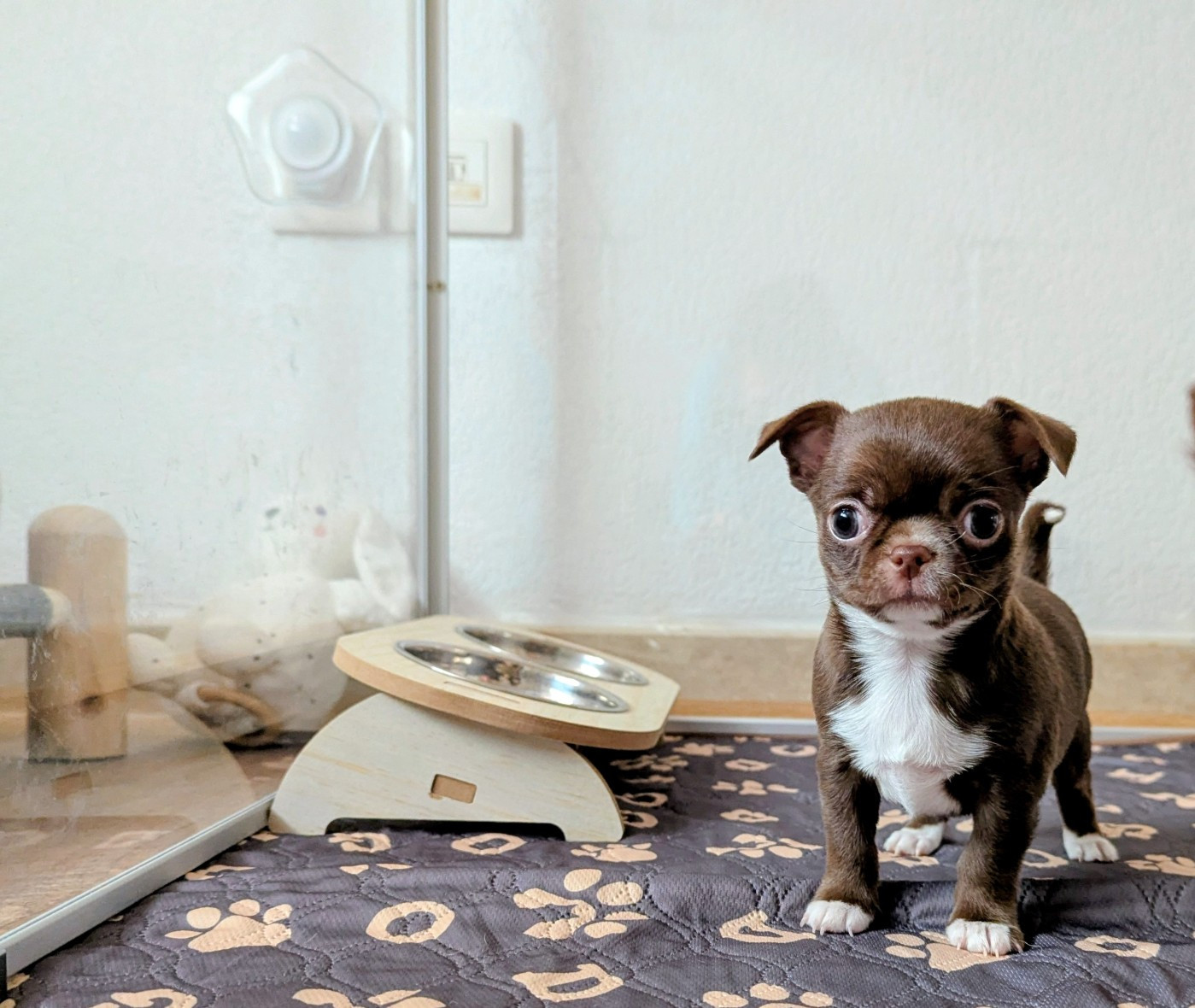 Des Peluches De Chloey - Chiots disponibles - Chihuahua