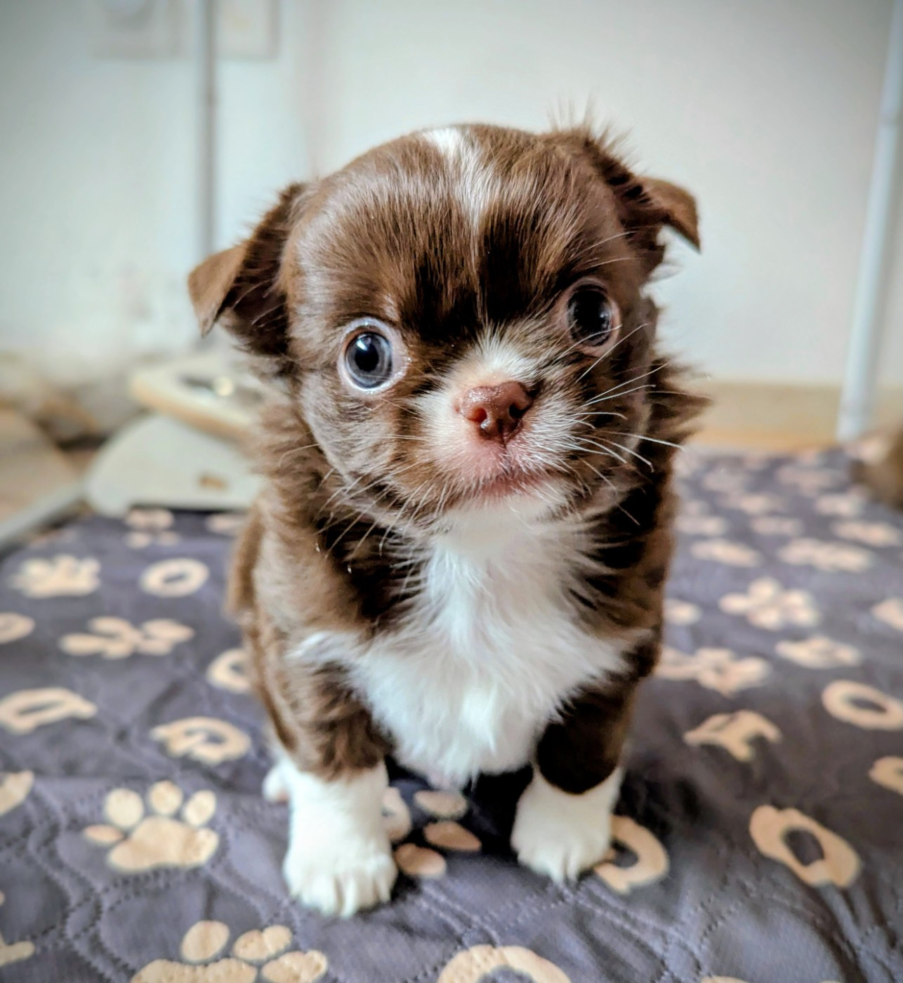 Des Peluches De Chloey - Chiots disponibles - Chihuahua