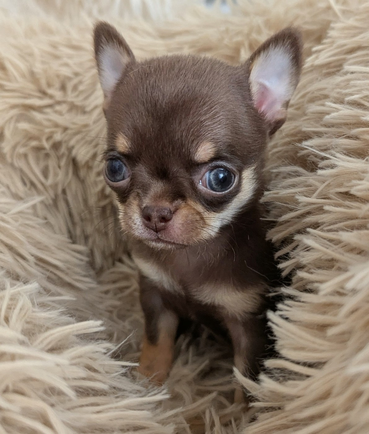 Des Peluches De Chloey - Chiots disponibles - Chihuahua