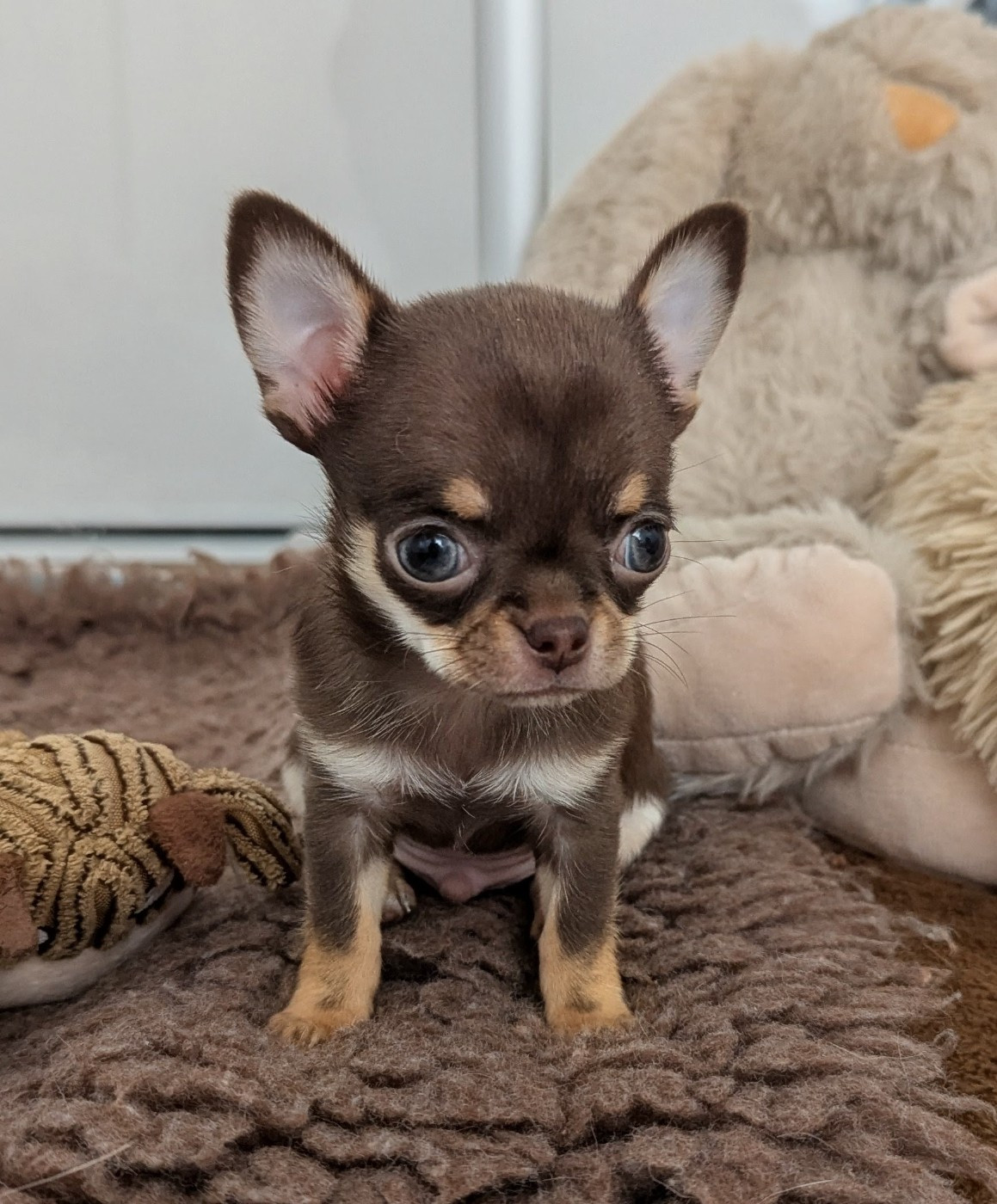 Baby Lou (Miniature)