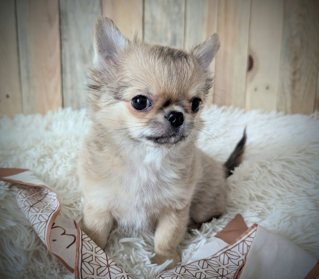 Des Peluches De Chloey - Chiots disponibles - Chihuahua